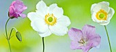 Anemone sylvestris and Geranium.