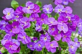 Aubrieta  Kitte Aubretia