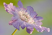 Scabiosa Caucasica Clive Greaves Pincushion