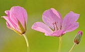 Hardy Geranium Clarkei Kashmir Pink Cranesbill