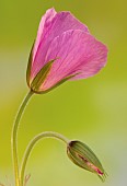 Hardy Geranium Clarkei Kashmir Pink Cranesbill