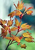 Acer Shirasawanum Jordan