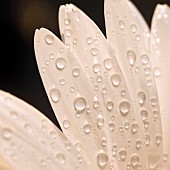 Raindrops on Moon Daisy flowers