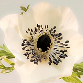 Anemone Coronaria Windflower