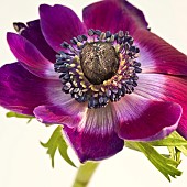 Perennial Anemone Coronaria Windflower