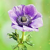 Anemone Coronaria Windflower