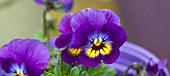 Viola Wittrockiana Pansy