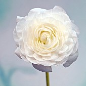 Persian buttercups Ranunculus asiaticus