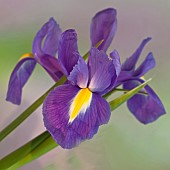 Beardless Iris  Xiphium Spanish Iris