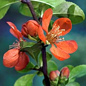 Chaenomeles x Superba Crimson & Gold Flowering Quince