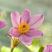 Pulsatilla Vulgaris Pasqueflower