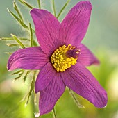 Pulsatilla Vulgaris Pasqueflower