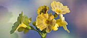 Primula Auricula Chamois