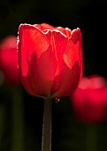 Tulip Tulipa Red Impression