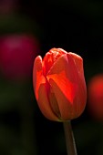 Tulip Tulipa Red Impression