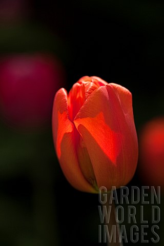 Tulip_Tulipa_Red_Impression