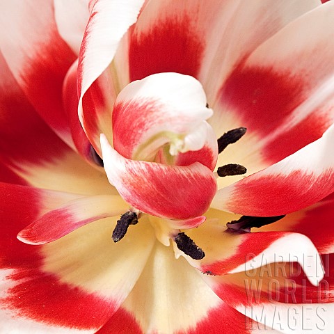 Bicoloured_Tulip_Tulipa