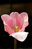 Tulip; Tulipa Apricot Impression