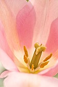 Tulip; Tulipa Apricot Impression