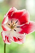 Bi-coloured Tulip Tulipa