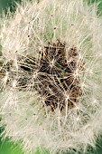 Wildflower Dandelion seedhead