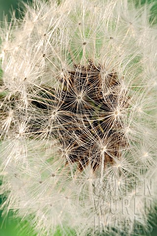 Wildflower_Dandelion_seedhead