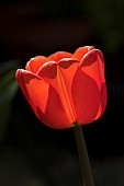 Tulip Tulipa Red Impression