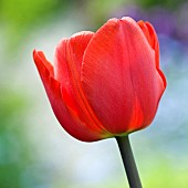 Tulip Tulipa Red Impression