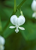 Dicentra; Spectabilis f Alba  White Bleeding Heart Dutchmans Breeches