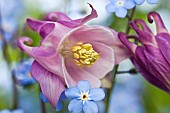 Aquilegia Vulgaris  Granny`s Bonnet Columbine