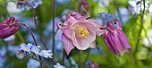 Aquilegia Vulgaris  Granny`s Bonnet Columbine