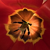 Tulip Tulipa Red Revival