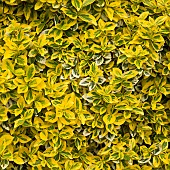 Euonymus fortunei Emerald n Gold