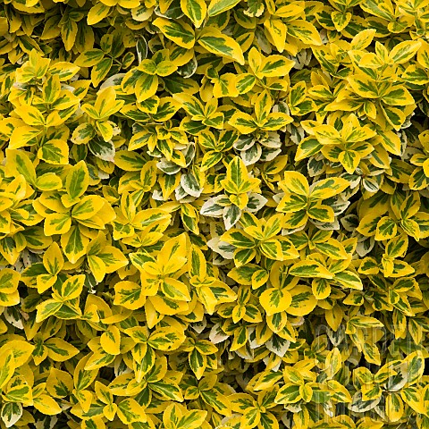 Euonymus_fortunei_Emerald_n_Gold