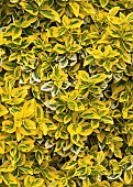 Euonymus fortunei Emerald n Gold