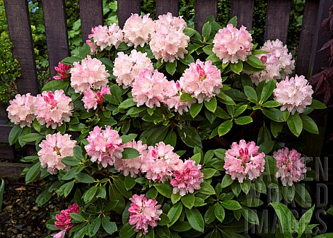 Rhododendron_Y_Dreamland
