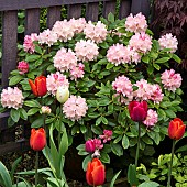 Rhododendron (Y) Dreamland