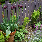 Tulip Tulipa Queen of Night