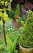 Garden view with Box Pyramid and Tulip Queen of Night