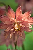 Aquilegia Rose Barlow Columbine