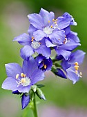 Polemonium caeruleum Jacobs Ladder