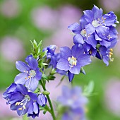 Polemonium caeruleum Jacobs Ladder