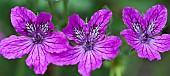 Erodium Manescaui  Herons Bill Storks Bill