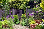 Summer Garde gravel path with terracotta pots around garden gate