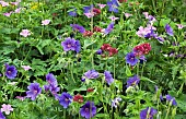 Herbaceous Perennials in border