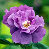 Rosa Floribunda Rhapsody in Blue