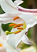 Lilium  Regale Regal Lily