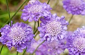 Scabiosa Caucasica  Clive Greaves Scabious Pincushion