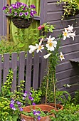 Regal Lily Lilium Regale