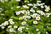 Tanacetum  Parthenium Feverfew